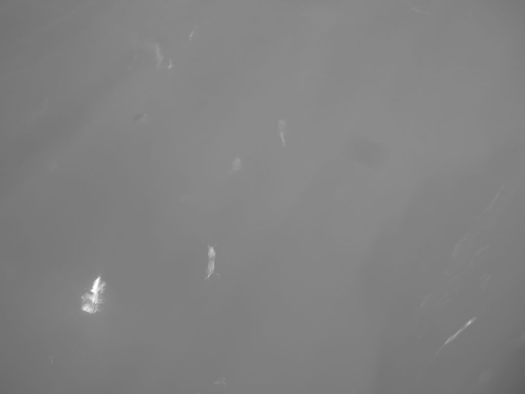 P1030765